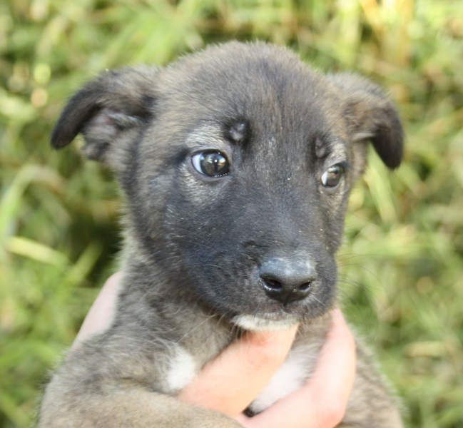BERT-süsser Hundebub wartet sehnsüchtig auf seine liebevolle "Für-immer-Familie"