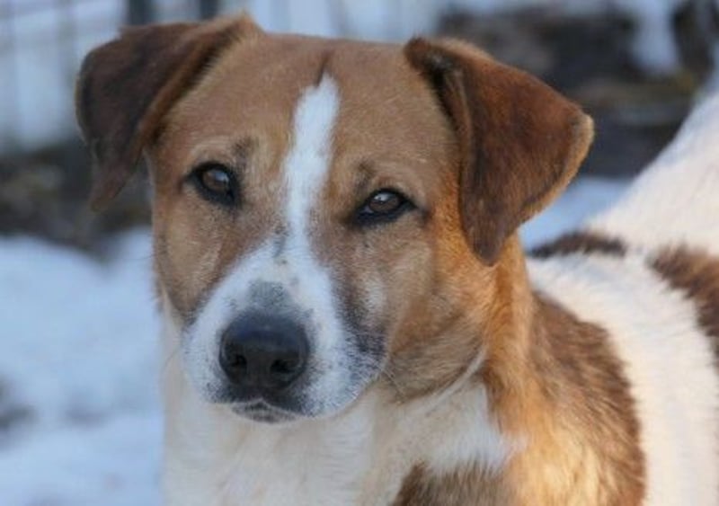 Lucio – sanfter Herzenshund sucht erfahrene Hände