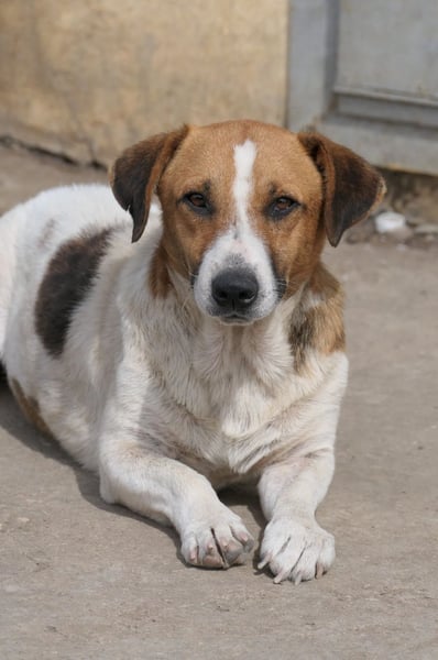 Lucio- sanfter Herzenshund