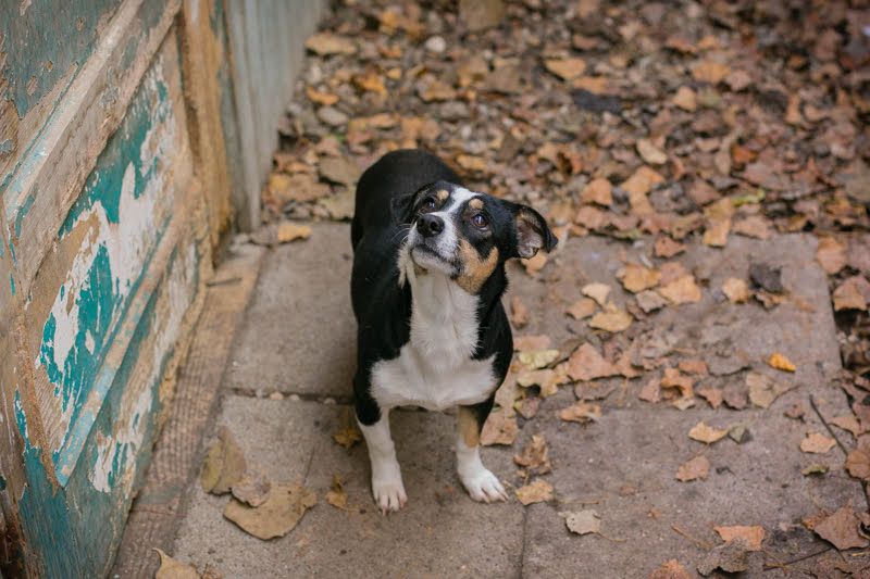ELLA - Zarte kleine Hundedame sucht ein behutsames, liebevolles Zuhause