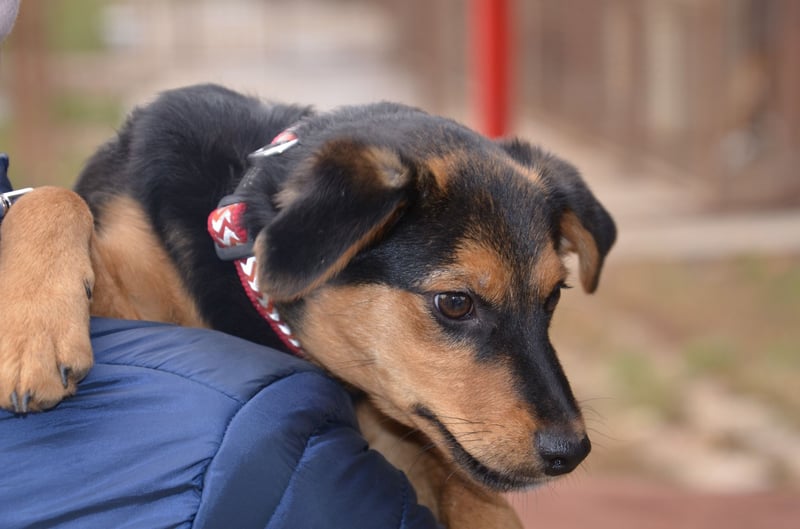 Cleverer Domi sucht sein Zuhause