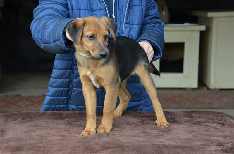 Herzjunge Dani sucht seine Menschen