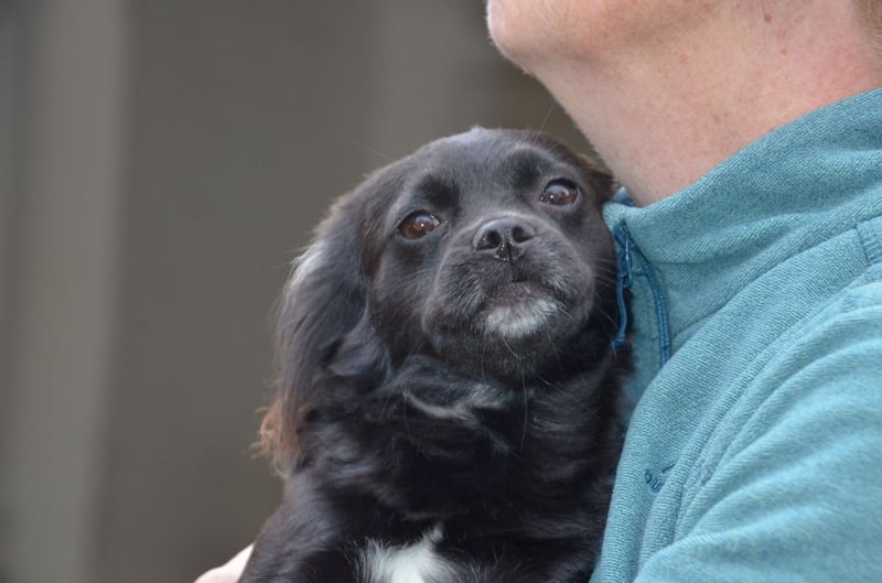 Bezaubernde Marlenka sucht ihr Zuhause