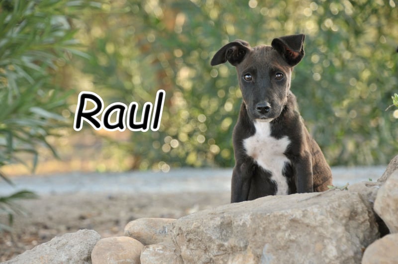 Zeigen Sie Raul, wie es ist, geliebt zu werden?