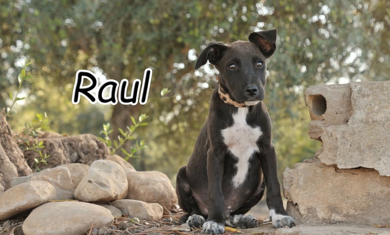 Zeigen Sie Raul, wie es ist, geliebt zu werden?