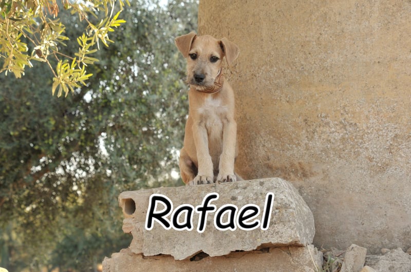 Zeigen Sie Rafael wie schön ein Zuhause ist?