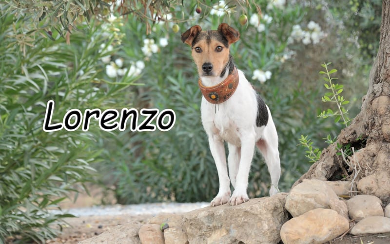 Willst du Lorenzo an deiner Seite haben?