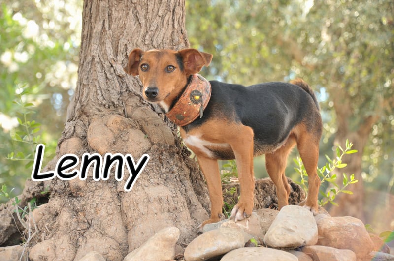 Zeigst du Lenny wie schön das Hundeleben sein kann?