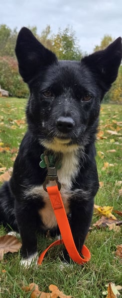 Shanty sucht ein neues Zuhause