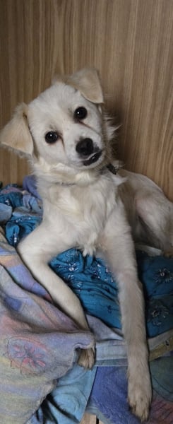 Raya sucht ein neues Zuhause