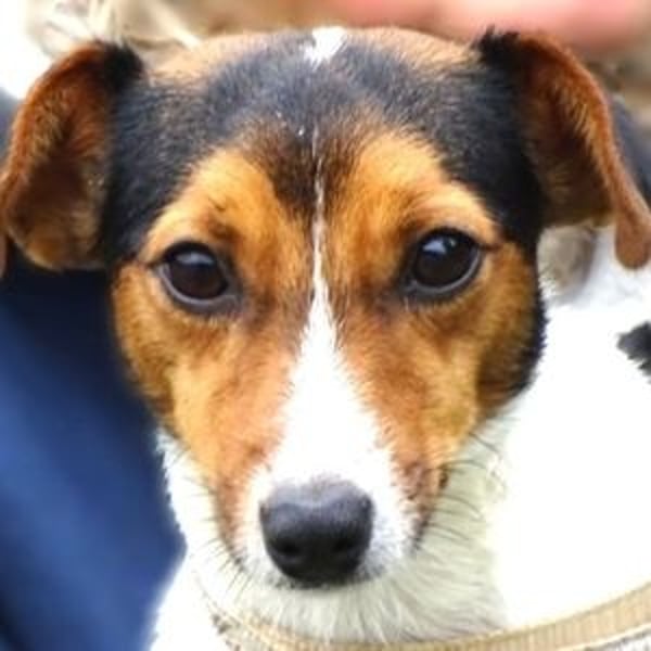 CLIO hat ein treues Hundeherzchen zu verschenken