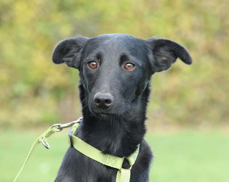 Sky sucht liebevolle Familie