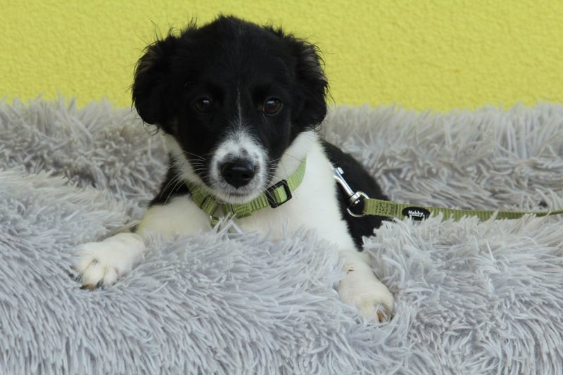 Momo sucht liebevolle Familie....