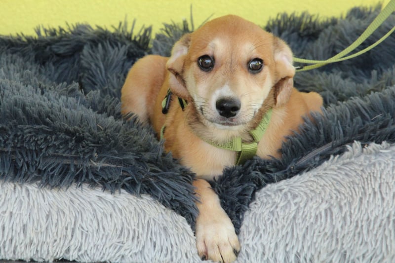 Anrai unser kleiner Prinz...