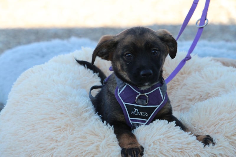 Fipsi sucht ihr Körbchen...