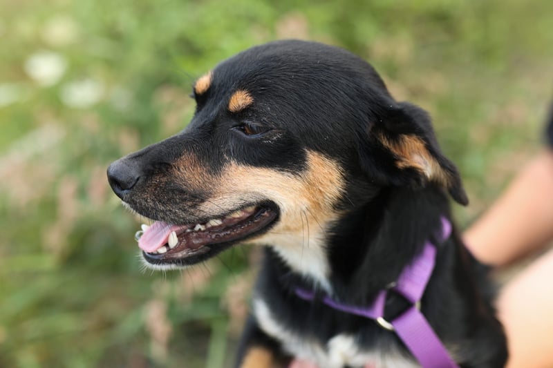 PENNY – Hundedame sucht ihr Glück