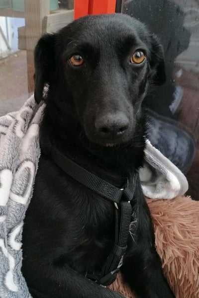 FREYA❤️zarte Seele zum Liebhaben wartet schon in 01640 Coswig!