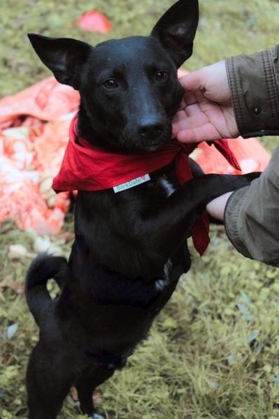 Schmusepfote THEO❤️ wartet in 18249 Bernitt auf seine Für-Immer-Menschen!