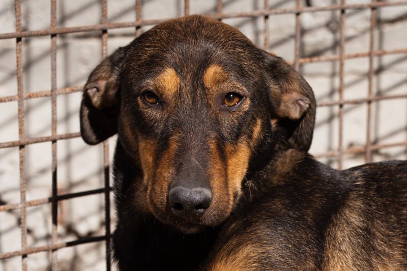 ♥ Paula ♥ eine rundum tolle Junghündin