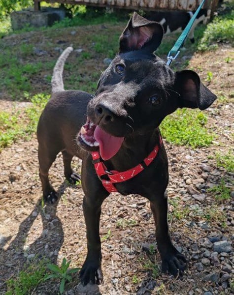 Kleine ♥ Kascha ♥ lieb und auch katzenverträglich