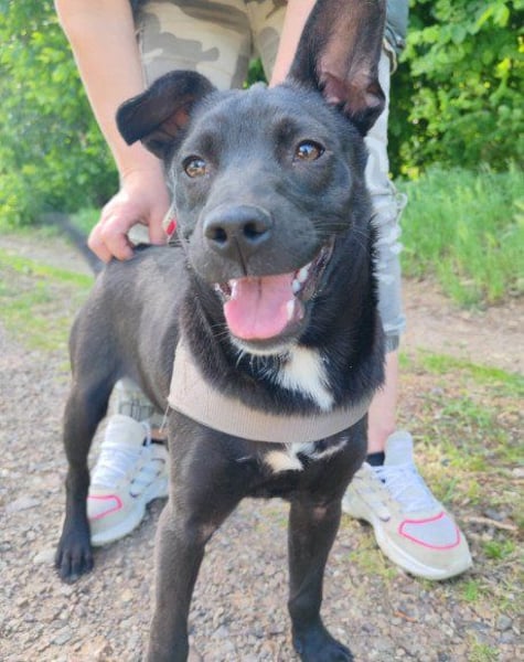 ♥ Filou ♥  freundlicher und offener Hundebub