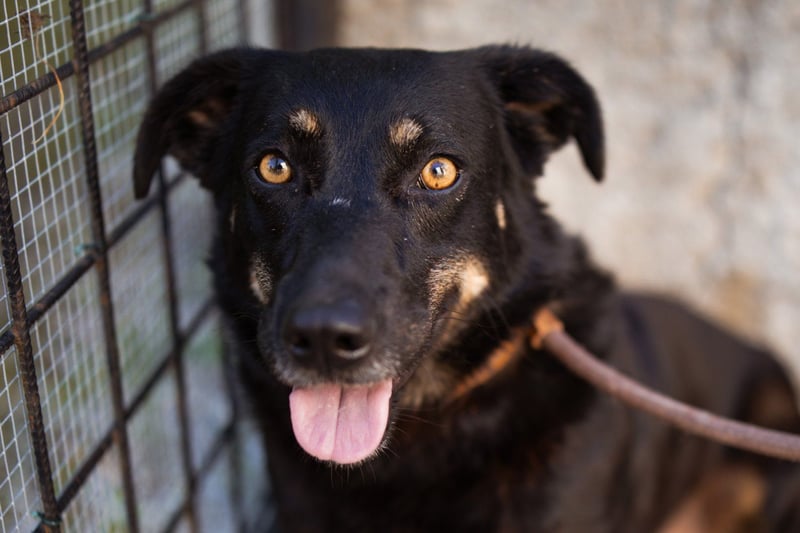 YARINA❤️zartes Hundemädchen möchte endlich aus dem Tierheim ausziehen