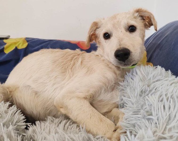 Klein ♥ Marley ♥ sucht seine treuen Menschen