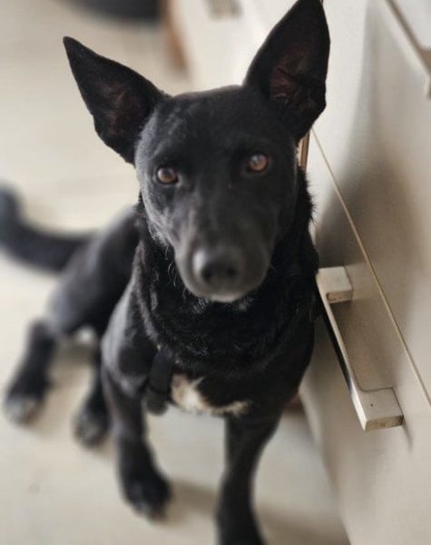 Schnuckel THEO❤️ wartet in 18249 Bernitt auf seine Für-Immer-Menschen!