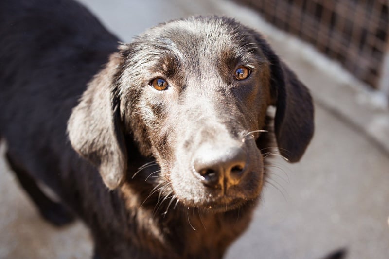 Jungrüde ♥Rhys♥ schnuckeliger Racker