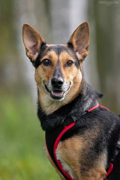 Verschmuste Ria sucht ihre Menschen