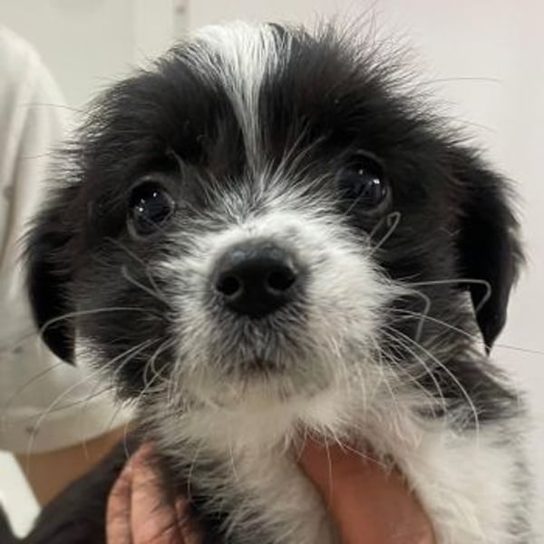 Thelma, geb. ca. 08/2025, lebt in GRIECHENLAND, auf einer privaten Pflegestelle