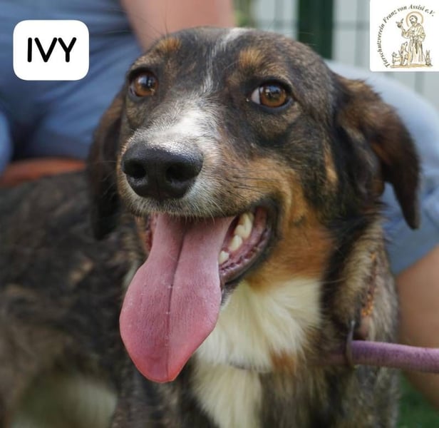 Ivy – Die kleine Dame mit den großen Träumen!