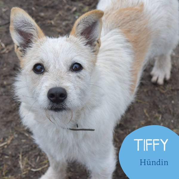 Aufgeweckte Tiffy sucht ihre Familie