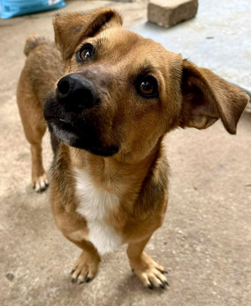 Spiky - süßer kleiner Dackel-Mix