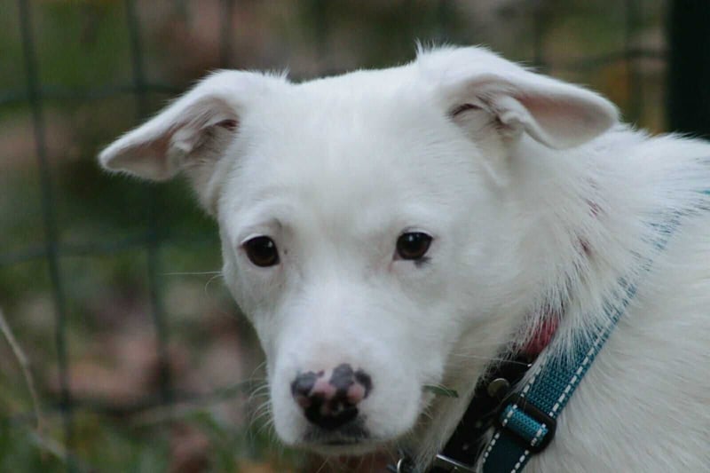 Schneeflöckchen Orla sucht ihr Glück!