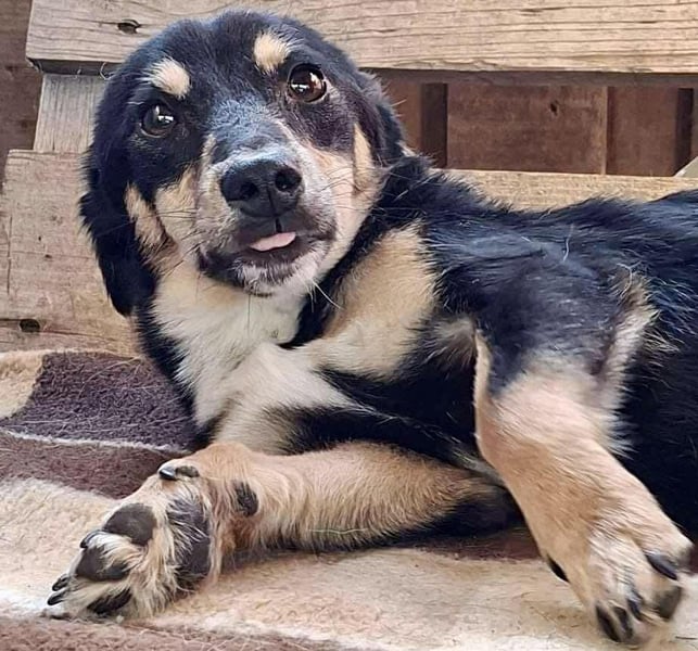 Junghund Frodo – kleiner Pfötchengeber & großer Schmuser