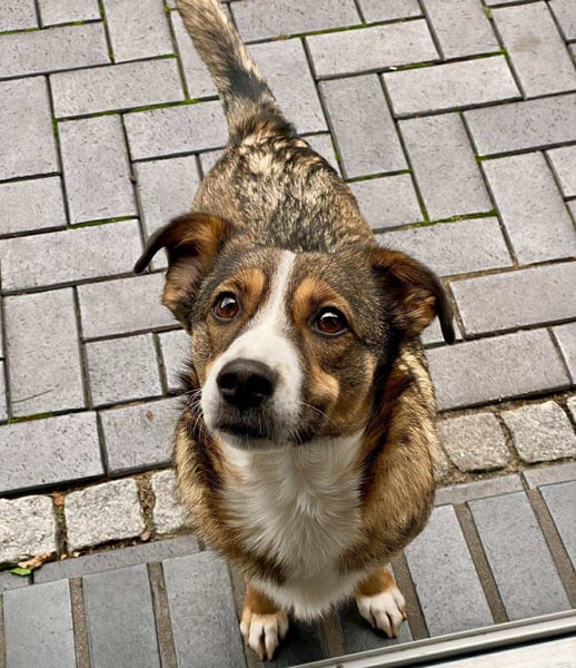 Ich bin Izzy - deine zukünftige Sofa-Partnerin mit Fell!