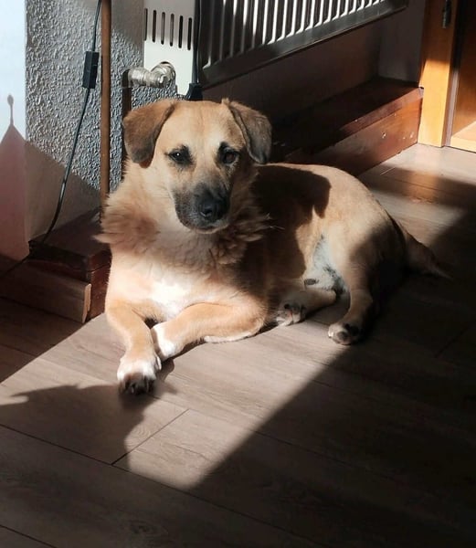 Strolch sucht sein Zuhause