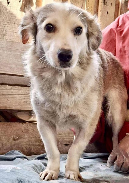 Lora – sanfte Maus braucht ruhiges Nest