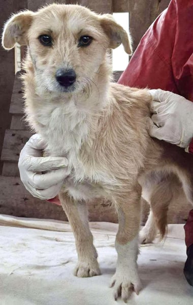 Frida - verschmust & freundlich