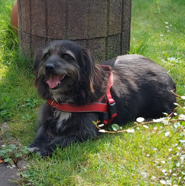 Leroy - ein Gartenliebhaber auf Heimatsuche