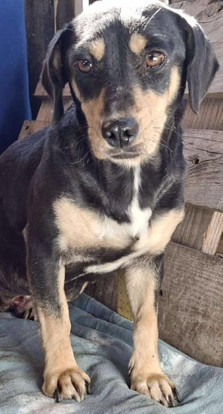 Kleine Fee – zauberhaftes Wesen