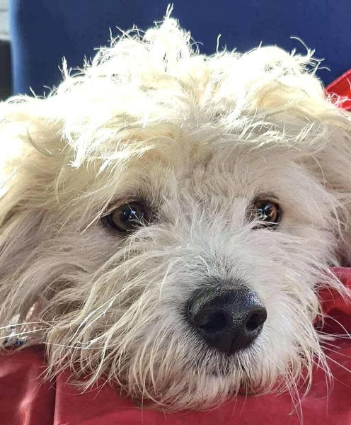 Leon – kleiner Hundejunge mit Charme