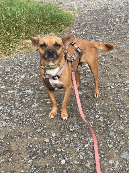 Kleine Nelly sucht Herz & Sofa