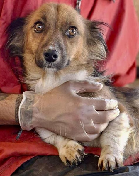 Mina - freundliche Schmusemaus