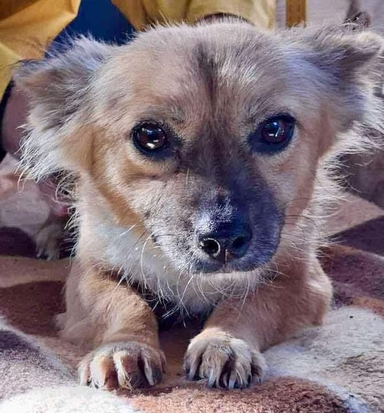 Kleine Frida – 6 kg Liebe auf vier Pfoten