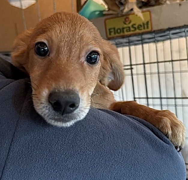 BOUNTY, Rüde, 4 Monate, aktuell 24cm, Mischling, Tierschutz