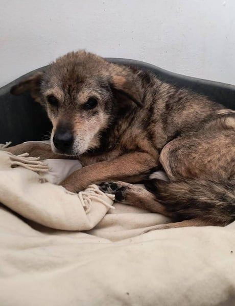 ⭐️Opi⭐️, Dringend! Gnadenplatzhund, Rüde, 13 Jahre, 37 cm, Mischling, Tierschutz