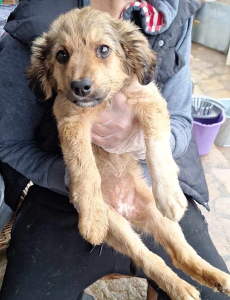 ⭐️MAJA⭐️, Hündin, 7 Monate, 29 cm, Mischling, Tierschutz