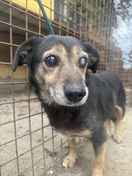 Bobika - die Zeit läuft ab